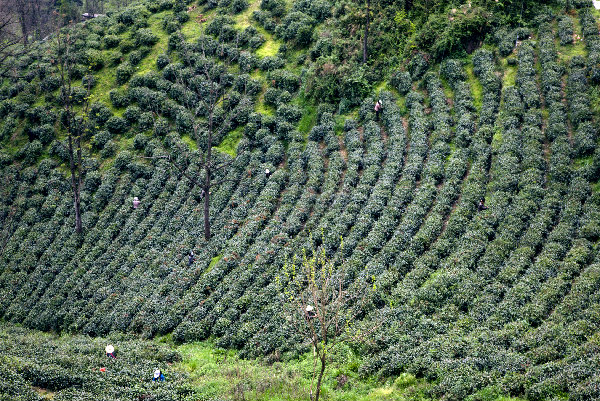 陜西的好茶在紫陽 紫陽的好茶在和平（圖）_4