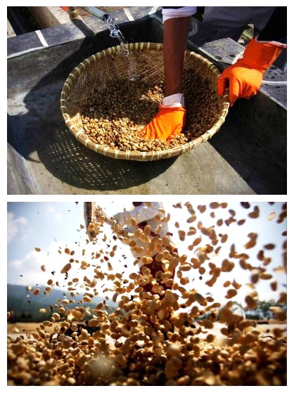 【有資有味】世界上最昂貴的咖啡制作過(guò)程曝光 看完你敢喝嗎?, 第四季（圖）_12