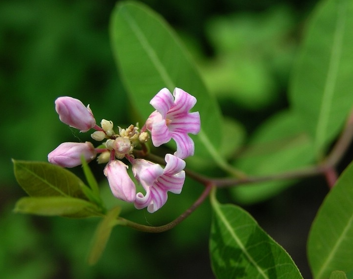 新疆罗布麻蜂蜜_1