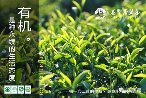 新鲜来袭！茶圣居台湾有机绿茶上市（图）_1
