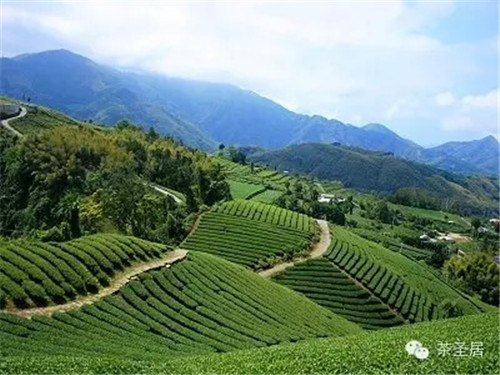 新鮮來襲！茶圣居臺灣有機綠茶上市（圖）_2