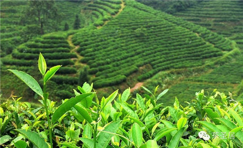 新鮮來襲！茶圣居臺灣有機綠茶上市（圖）_3