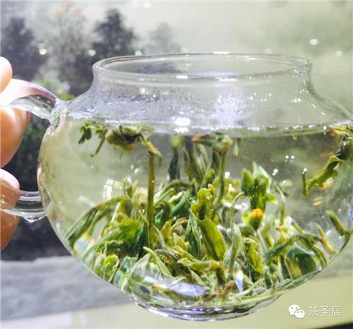 新鮮來襲！茶圣居臺灣有機綠茶上市（圖）_4