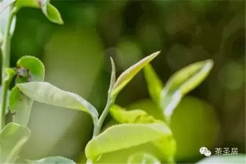 新鮮來襲！茶圣居臺灣有機綠茶上市（圖）_7