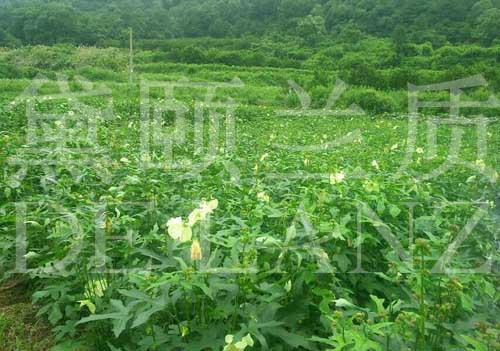 黛颐兰质种植基地（图）_1