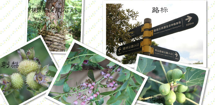 黛頤蘭質美容連鎖集團衢州種植基地（圖）_1