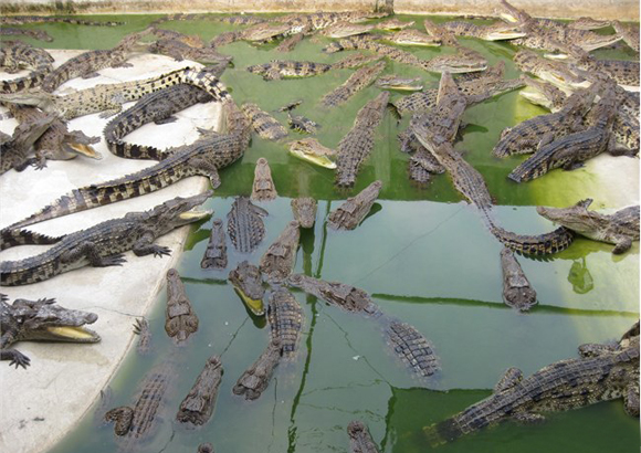 鼓浪嶼旅游需要多少錢（圖）_1