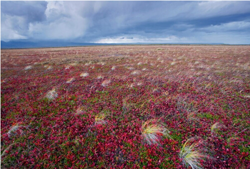 去迪拜旅游最少要多少錢（圖）_1