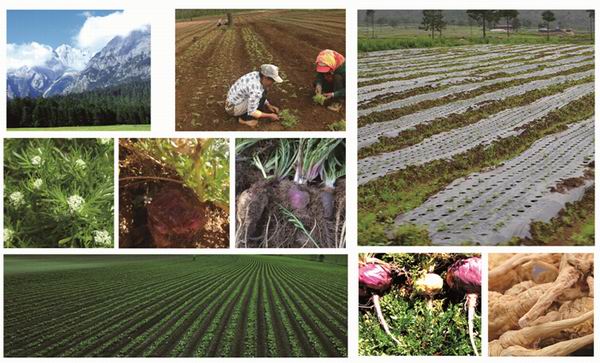 第二季瑪咖有機種植基地_1