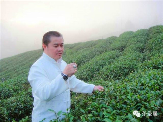 2015台湾春茶正式上市（图）_7