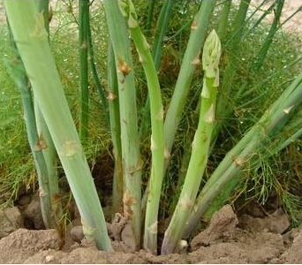 山東蘆筍種子價格濰坊蘆筍種子購買批發(fā)_1