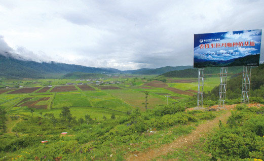 馬瑪咖-瑪咖的功效與作用（圖）_1