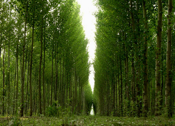 硅藻泥行業(yè)鼎力支持 京都百萬(wàn)畝造林綠色工程（圖）_1