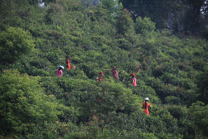 吉盛祥誠邀各地普洱茶代理加盟_1