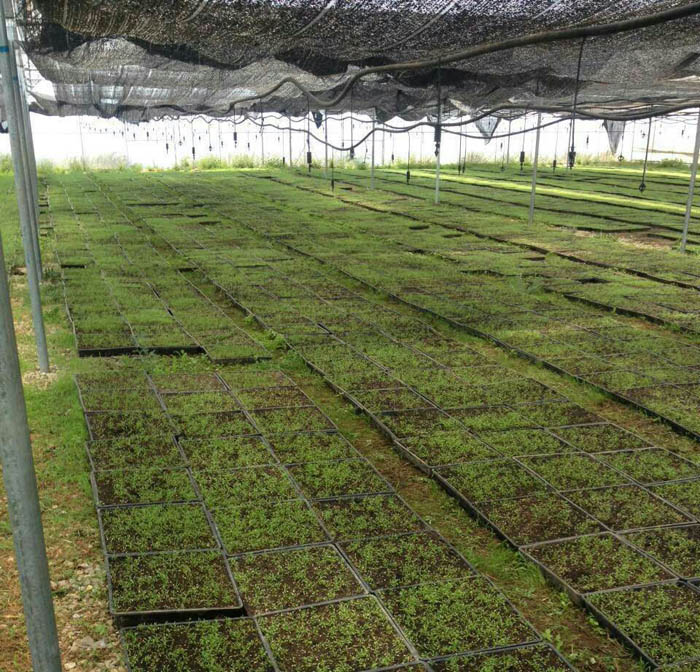 長昊（馬瑪咖品牌）全國最大的有機(jī)瑪咖種植基地（圖）_1