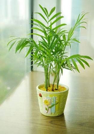 清涼計 給家化個“淡妝”_7