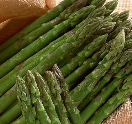 蘆筍種子批發(fā)格蘭德蘆筍種子優(yōu)質(zhì)蘆筍種子_1