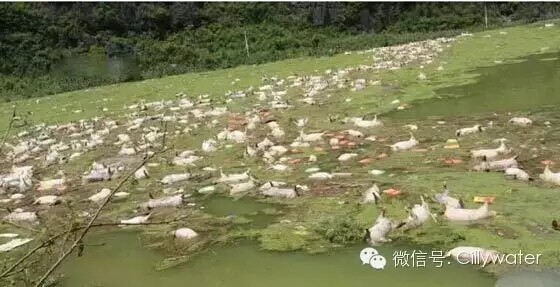 水丽净水新闻 广西漂浮1.6万头死猪，地下水受污染不能饮用 , 热点（图）_1