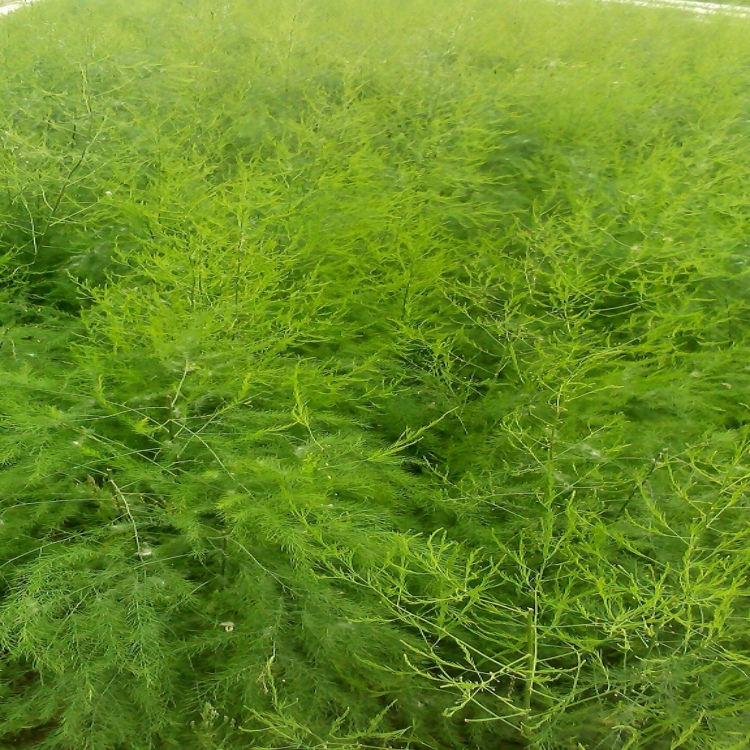 濰坊蘆筍種子河南蘆筍種植技術(shù)蘆筍種子冠軍一號(hào)_1