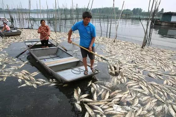 水丽净水新闻 安徽自然保护区遭污染，超万吨鱼虾蟹死亡（组图）！（图）_1