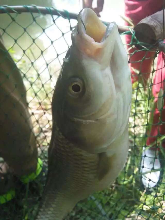 這個周末山莊度假釣大魚摘野葡萄品茶聊天看夕陽（圖）_1