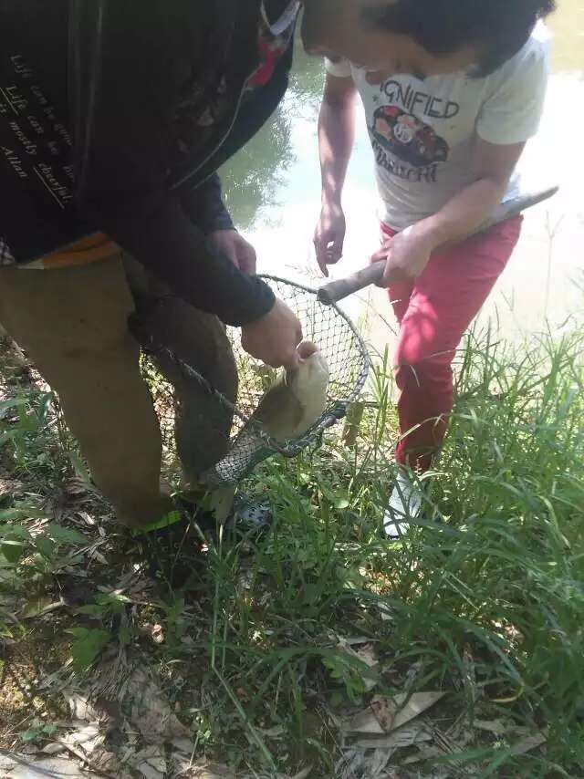 這個周末山莊度假釣大魚摘野葡萄品茶聊天看夕陽（圖）_2