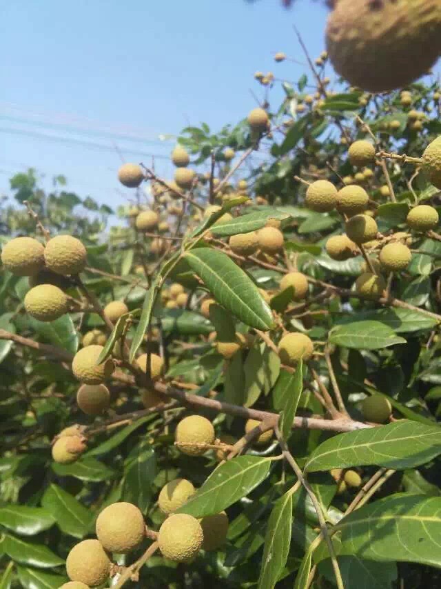 這個周末山莊度假釣大魚摘野葡萄品茶聊天看夕陽（圖）_5