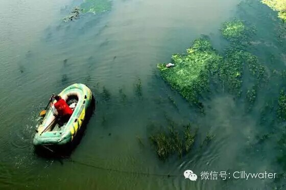 水丽净水新闻 水污染加剧，合肥郑州等地湖泊爆发蓝藻（图）_4