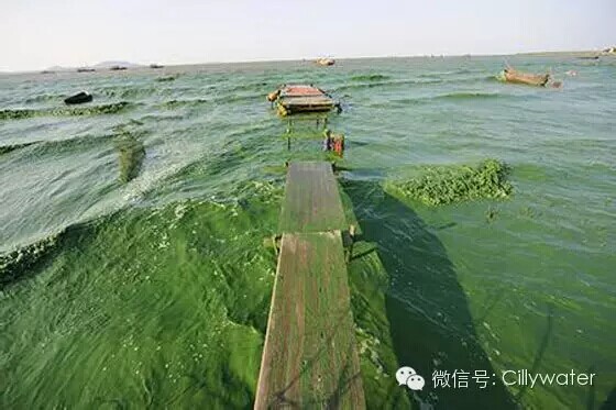 水污染加剧，合肥郑州等地湖泊爆发蓝藻（图）_1