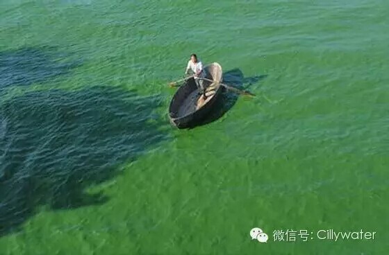 水污染加剧，合肥郑州等地湖泊爆发蓝藻（图）_2