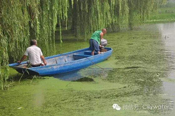 水污染加剧，合肥郑州等地湖泊爆发蓝藻（图）_3