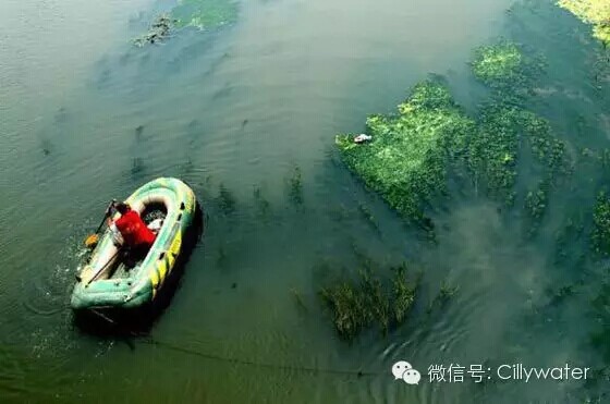 水污染加剧，合肥郑州等地湖泊爆发蓝藻（图）_4