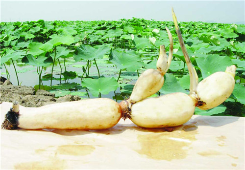 盛耀佳德餐飲集團(tuán)藕遇記_1