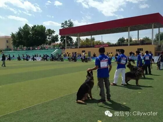 CILLY水丽净水助力2015新疆德国牧羊犬大赛（图）_3