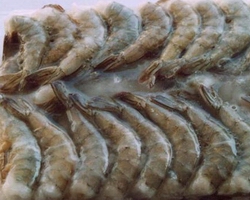 哪里有燒烤學(xué)(圖)_14