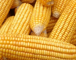 哪里有燒烤學(xué)（圖）_19