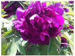 商機牡丹種子進口牡丹種子菏澤牡丹種苗價格批發(fā)_1