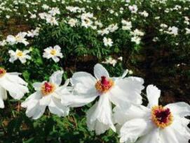 菏澤牡丹種子油用牡丹種子觀賞牡丹種子牡丹種苗價格_1