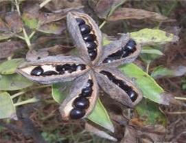 菏澤牡丹種子油用牡丹種子觀賞牡丹種子牡丹種苗價格_2