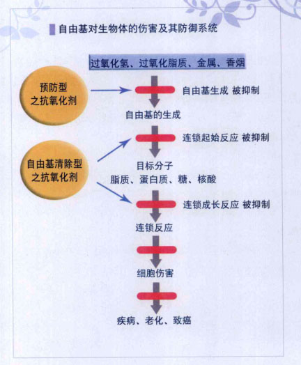 简单易懂的抗老化概念，抗氧化就是在抗老化（图）_2