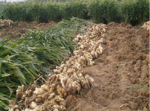 果醋之老姜醋被23家醫(yī)院認可并推薦孕婦使用_3