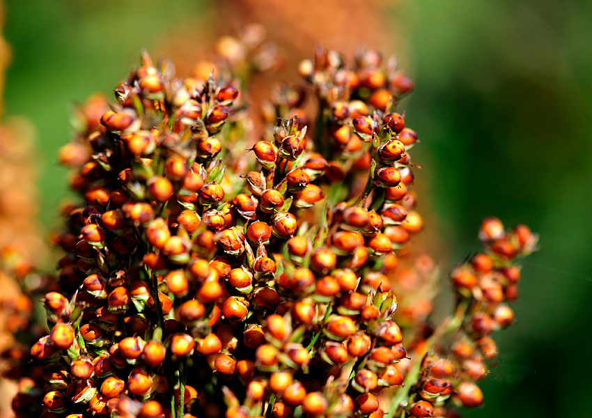 一谷補(bǔ)一臟 五谷養(yǎng)生千萬(wàn)別養(yǎng)錯(cuò)！_5