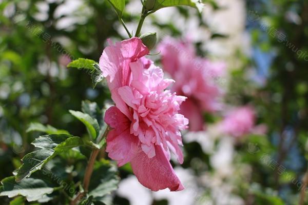 闲听花静鸟喧 静享人间岁月（图）_2