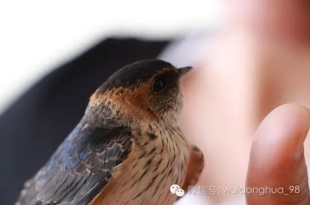 燕雏乘春暂来 扰夏日无穷幽梦（图）_5