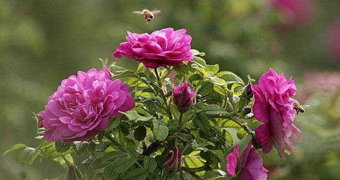 平陰玫瑰甲天下-養(yǎng)生必備潤(rùn)歆堂玫瑰蜜醬（圖）_1