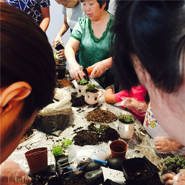 DIY創(chuàng)意手工坊攜手VIP客戶玩多肉（圖）_4
