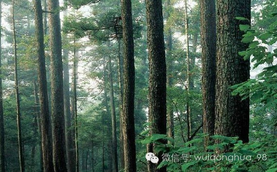 裝修選家具，你得先認識認識木材（圖）_1