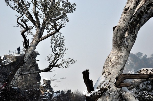裝修選家具，你得先認識認識木材（圖）_3
