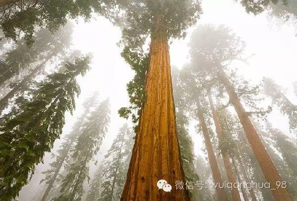 裝修選家具，你得先認識認識木材（圖）_7