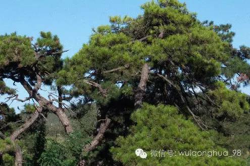 裝修選家具，你得先認識認識木材（圖）_9